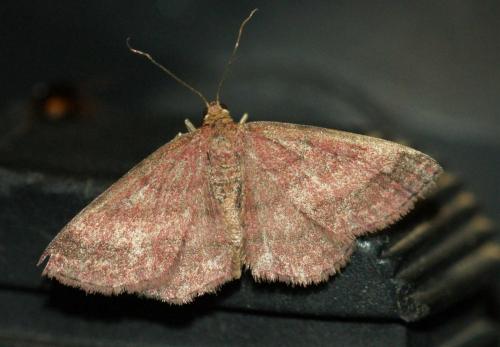Réf. 255 365 : Scopula rubiginata